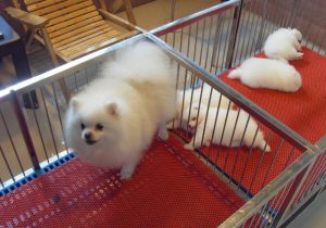 博美犬价格表  博美犬 ***  白色 价格表-警犬训练器材厂家 _警犬训练用品_工作犬训练用品-南京开久警犬装备