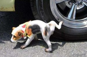 如何给狗狗驱寄生虫(给狗狗挤寄生虫最新全部 *** )-警犬训练器材厂家 _警犬训练用品_工作犬训练用品-南京开久警犬装备