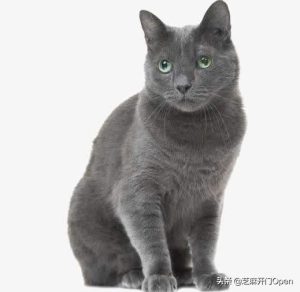 越南英短蓝狗是什么品种(越南英短蓝狗表情包)-警犬训练器材厂家 _警犬训练用品_工作犬训练用品-南京开久警犬装备