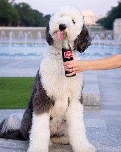 史努比狗狗原型 史努比狗狗歌手-警犬训练器材厂家 _警犬训练用品_工作犬训练用品-南京开久警犬装备