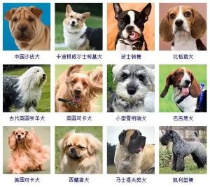 卡南犬多少钱?卡南犬怎么饲养?狗狗品种-警犬训练器材厂家 _警犬训练用品_工作犬训练用品-南京开久警犬装备