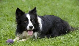 牧羊犬名字霸气的顺口(马犬名字大全 顺口的霸气)-警犬训练器材厂家 _警犬训练用品_工作犬训练用品-南京开久警犬装备