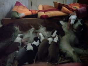 成都边牧犬舍(成都边牧犬舍有哪些)-警犬训练器材厂家 _警犬训练用品_工作犬训练用品-南京开久警犬装备