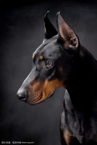 杜宾是禁养犬吗？杜宾是禁养犬吗?-警犬训练器材厂家 _警犬训练用品_工作犬训练用品-南京开久警犬装备