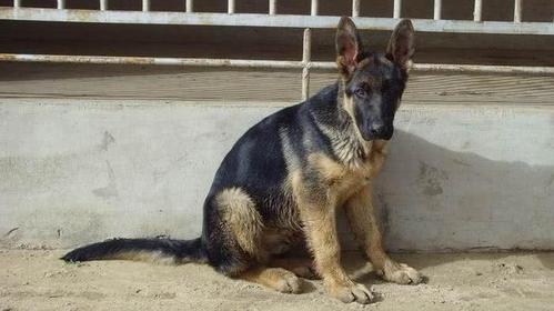 德国牧羊犬打架的叫声(德国牧羊犬叫声和哭一样) - 警犬训练器材厂家 _警犬训练用品_工作犬训练用品-南京开久警犬装备-警犬训练器材厂家 _警犬训练用品_工作犬训练用品-南京开久警犬装备