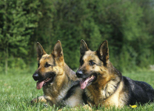 德国牧羊犬介绍(纯种德国牧羊犬多少钱一只)-警犬训练器材厂家 _警犬训练用品_工作犬训练用品-南京开久警犬装备