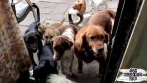 废旧厂房里和流浪狗做天本(废旧厂房里和流浪狗小如文学)-警犬训练器材厂家 _警犬训练用品_工作犬训练用品-南京开久警犬装备