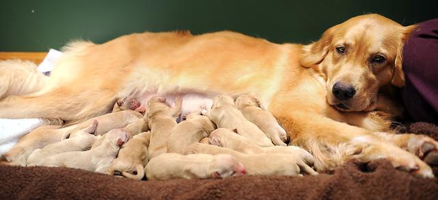 狗狗生宝宝前兆是什么？狗狗生宝宝前兆是什么症状 - 警犬训练器材厂家 _警犬训练用品_工作犬训练用品-南京开久警犬装备-警犬训练器材厂家 _警犬训练用品_工作犬训练用品-南京开久警犬装备