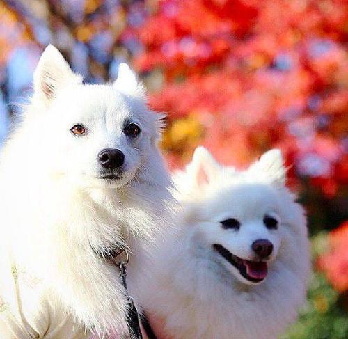 银狐犬是萨摩耶(银狐犬和萨摩耶的区别 *** ) - 警犬训练器材厂家 _警犬训练用品_工作犬训练用品-南京开久警犬装备-警犬训练器材厂家 _警犬训练用品_工作犬训练用品-南京开久警犬装备
