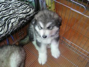 在宠物市场买狗可靠吗(济南宠物市场买狗在哪)-警犬训练器材厂家 _警犬训练用品_工作犬训练用品-南京开久警犬装备