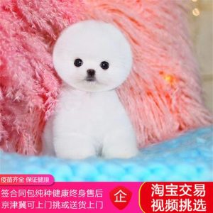 茶杯犬价格(茶杯犬多少钱一只?)-警犬训练器材厂家 _警犬训练用品_工作犬训练用品-南京开久警犬装备