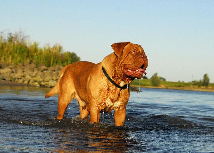 狗的平均寿命是多少年萌宠(动物的平均寿命是多少年) - 警犬训练器材厂家 _警犬训练用品_工作犬训练用品-南京开久警犬装备-警犬训练器材厂家 _警犬训练用品_工作犬训练用品-南京开久警犬装备