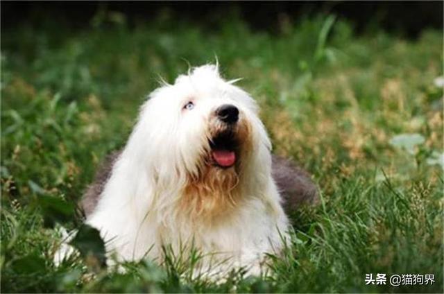 得了狗瘟怎么治(小狗得犬瘟怎么治) - 警犬训练器材厂家 _警犬训练用品_工作犬训练用品-南京开久警犬装备-警犬训练器材厂家 _警犬训练用品_工作犬训练用品-南京开久警犬装备