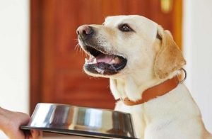 狗尿垫多久换一次(狗尿垫多久换一次最合适)-警犬训练器材厂家 _警犬训练用品_工作犬训练用品-南京开久警犬装备