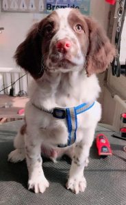 马犬怎么训练成猎狗( *** 马犬怎么训练)-警犬训练器材厂家 _警犬训练用品_工作犬训练用品-南京开久警犬装备