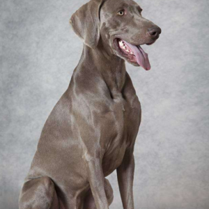 贵族伴侣犬有哪些？欧洲贵族犬有哪些?-警犬训练器材厂家 _警犬训练用品_工作犬训练用品-南京开久警犬装备