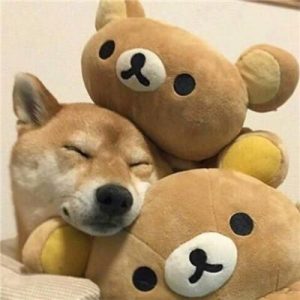 宠物狗的床有哪些？便宜的宠物狗有哪些-警犬训练器材厂家 _警犬训练用品_工作犬训练用品-南京开久警犬装备