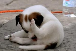 母狗狗尿道口有脓状物(狗狗尿道口脓状液体怎么办)-警犬训练器材厂家 _警犬训练用品_工作犬训练用品-南京开久警犬装备