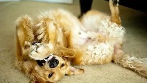 狗狗发烧为什么抽搐(狗狗发烧抽搐有没有救)-警犬训练器材厂家 _警犬训练用品_工作犬训练用品-南京开久警犬装备