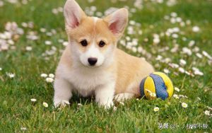 狗蜱虫怎么处理(狗耳朵长蜱虫怎么处理)-警犬训练器材厂家 _警犬训练用品_工作犬训练用品-南京开久警犬装备