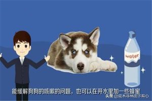 狗咳嗽怎么办(狗狗长期咳嗽怎么办)-警犬训练器材厂家 _警犬训练用品_工作犬训练用品-南京开久警犬装备