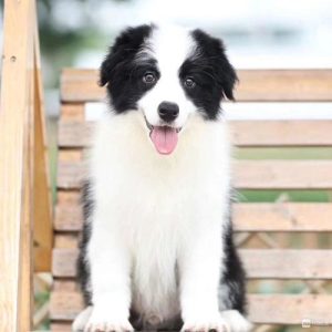 边牧为什么见狗就咬？边牧狗为什么不叫-警犬训练器材厂家 _警犬训练用品_工作犬训练用品-南京开久警犬装备