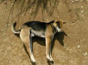 土狗的奔跑速度是多少 土狗100米奔跑速度-警犬训练器材厂家 _警犬训练用品_工作犬训练用品-南京开久警犬装备