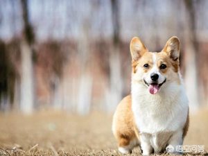 狗狗美毛粉有用吗(美毛粉怎么样给狗狗吃)-警犬训练器材厂家 _警犬训练用品_工作犬训练用品-南京开久警犬装备