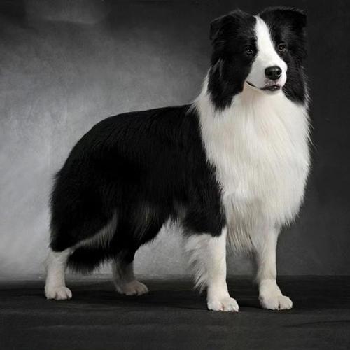 边境牧羊犬的性格介绍狗狗品种 - 警犬训练器材厂家 _警犬训练用品_工作犬训练用品-南京开久警犬装备-警犬训练器材厂家 _警犬训练用品_工作犬训练用品-南京开久警犬装备