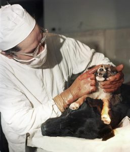 双头犬豆瓣(双头犬实验)-警犬训练器材厂家 _警犬训练用品_工作犬训练用品-南京开久警犬装备