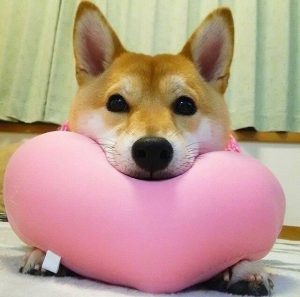 最近很火的狗头头像  最近很火的狗头头像王者荣耀-警犬训练器材厂家 _警犬训练用品_工作犬训练用品-南京开久警犬装备