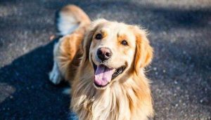 小狗饲养手册(小狗饲养手册)-警犬训练器材厂家 _警犬训练用品_工作犬训练用品-南京开久警犬装备