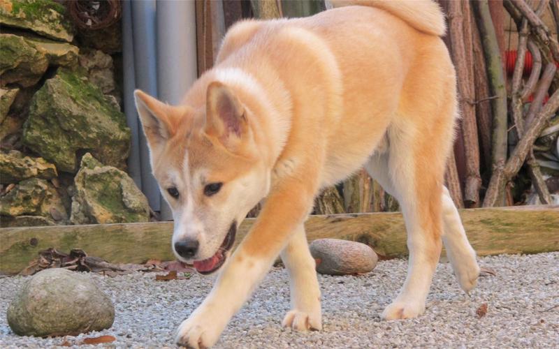 秋田犬八千(秋田犬币) - 警犬训练器材厂家 _警犬训练用品_工作犬训练用品-南京开久警犬装备-警犬训练器材厂家 _警犬训练用品_工作犬训练用品-南京开久警犬装备