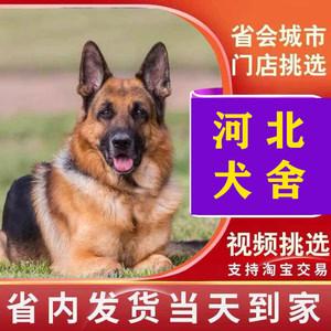 国内著名德牧犬舍，国内著名赛级金毛犬舍-警犬训练器材厂家 _警犬训练用品_工作犬训练用品-南京开久警犬装备