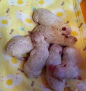 刚出生的幼犬为什么会拉稀?(刚出生的幼犬为什么一直在叫)-警犬训练器材厂家 _警犬训练用品_工作犬训练用品-南京开久警犬装备