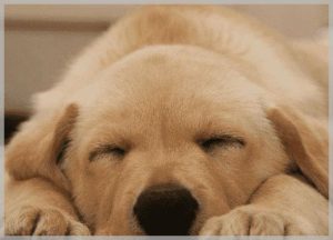 犬瘟典型症状(犬瘟是什么症状)-警犬训练器材厂家 _警犬训练用品_工作犬训练用品-南京开久警犬装备