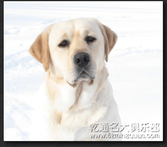 乾通名犬俱乐部官网(乾通名犬俱乐部怎么买狗) - 警犬训练器材厂家 _警犬训练用品_工作犬训练用品-南京开久警犬装备-警犬训练器材厂家 _警犬训练用品_工作犬训练用品-南京开久警犬装备