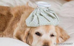 狗感冒都可以吃什么药？小奶狗感冒了吃什么药-警犬训练器材厂家 _警犬训练用品_工作犬训练用品-南京开久警犬装备