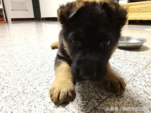 锤系德牧5万元幼犬,赛系德牧幼犬-警犬训练器材厂家 _警犬训练用品_工作犬训练用品-南京开久警犬装备