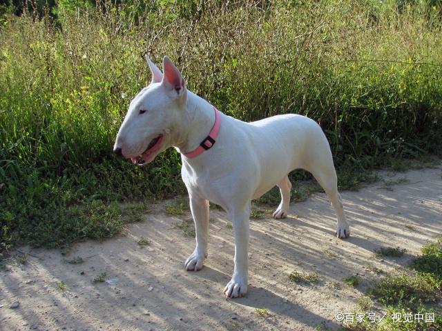 比特斗牛梗犬(孙红雷斗牛梗犬 *** ) - 警犬训练器材厂家 _警犬训练用品_工作犬训练用品-南京开久警犬装备-警犬训练器材厂家 _警犬训练用品_工作犬训练用品-南京开久警犬装备