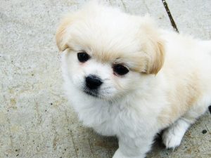 狗狗不乖_狗狗不乖可以关笼子一天吗-警犬训练器材厂家 _警犬训练用品_工作犬训练用品-南京开久警犬装备