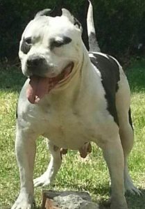 哈尔滨什么地方卖狗(哈尔滨卖学生校服在什么地方)-警犬训练器材厂家 _警犬训练用品_工作犬训练用品-南京开久警犬装备