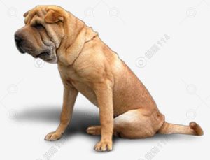 传统中国沙皮犬传统中国沙皮犬-警犬训练器材厂家 _警犬训练用品_工作犬训练用品-南京开久警犬装备