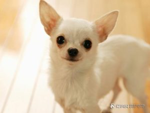 贵夫人狗狗多少钱(贵夫人化妆品一套多少钱)-警犬训练器材厂家 _警犬训练用品_工作犬训练用品-南京开久警犬装备