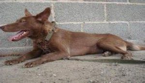 红狼犬200一只(红狼犬5月多少钱一只)-警犬训练器材厂家 _警犬训练用品_工作犬训练用品-南京开久警犬装备