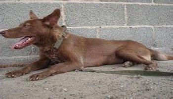 红狼犬200一只(红狼犬5月多少钱一只) - 警犬训练器材厂家 _警犬训练用品_工作犬训练用品-南京开久警犬装备-警犬训练器材厂家 _警犬训练用品_工作犬训练用品-南京开久警犬装备