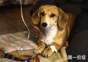 犬细小病毒怎么治疗(狗怎么得的细小病毒啊)-警犬训练器材厂家 _警犬训练用品_工作犬训练用品-南京开久警犬装备