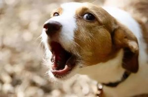 狗狗突然半夜不睡，狗狗突然半夜不睡觉-警犬训练器材厂家 _警犬训练用品_工作犬训练用品-南京开久警犬装备