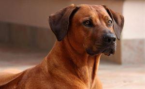 护卫犬什么狗好(最小的护卫犬是什么狗)-警犬训练器材厂家 _警犬训练用品_工作犬训练用品-南京开久警犬装备