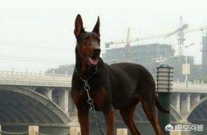 牛头梗犬和藏獒谁厉害(牛头梗犬和比特犬谁厉害)-警犬训练器材厂家 _警犬训练用品_工作犬训练用品-南京开久警犬装备